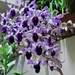 Dendrobium Serene Chang 